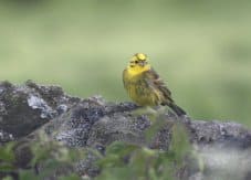 yellowhammer5 Darin Smith_small