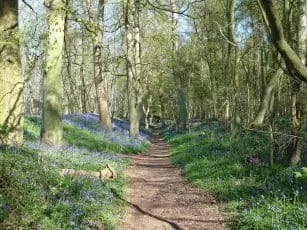 grims ditch