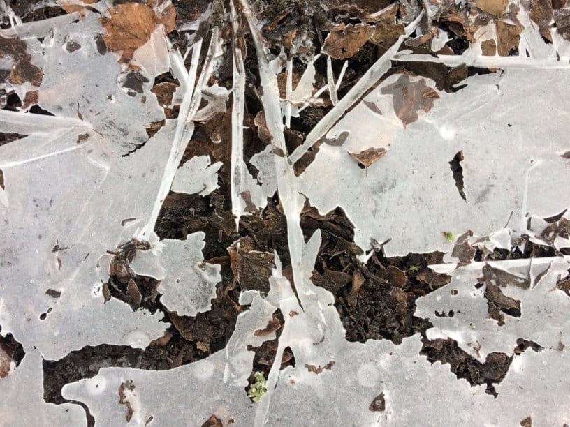 Autumn Newsletter 2020